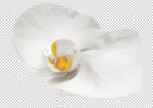 Blüte