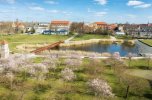 Kirschblüten